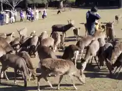 福智院の動物