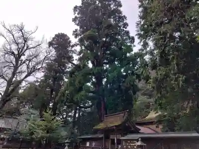 若狭姫神社（若狭彦神社下社）の{uncategorized: "未分類", other: "その他", undefined: "問題あり", building: "その他建物", grave: "お墓", sacred_gate: "鳥居", guardian: "狛犬", statue: "像", buddha: "仏像", history: "歴史", nature: "自然", garden: "庭園", animal: "動物", pagoda: "塔", temizu: "手水舎", mountain_gate: "山門・神門", sanctuary: "本殿・本堂", subordinate: "末社・摂社", art: "芸術", scenery: "景色", jizo: "地蔵", ema: "絵馬", goshuin: "御朱印", omikuji: "おみくじ", items: "授与品その他", amulet: "お守り", goshuincho: "御朱印帳", eats: "食事", festival: "お祭り", votive_dance: "神楽", shichigosan: "七五三参", wedding: "結婚式", experience: "体験その他", initially: "初詣", around: "周辺", anti_infection: "感染症対策"}