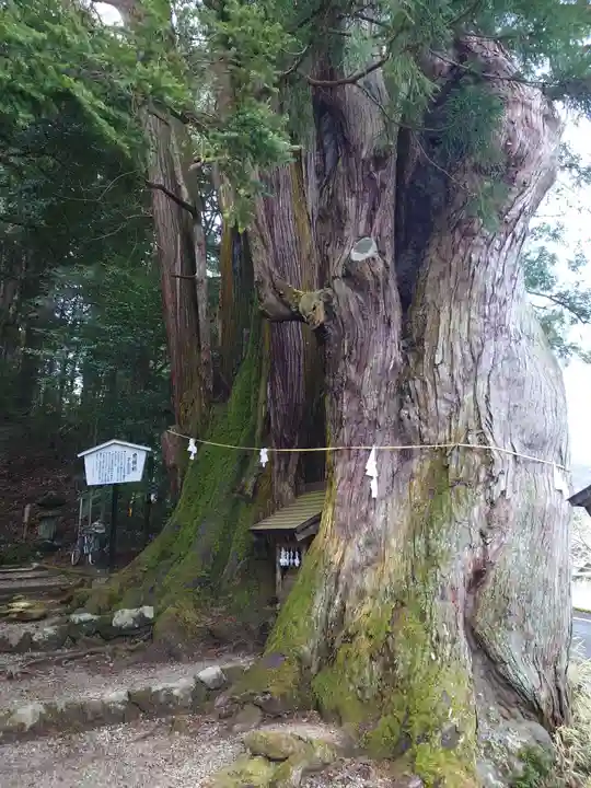 萩日吉神社の自然