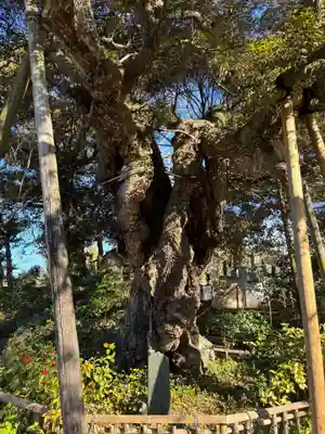 高根寺(千葉県)