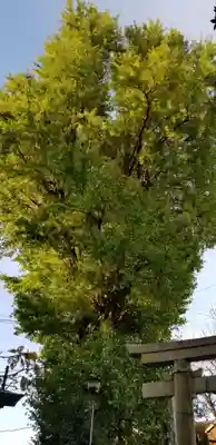 葛西神社(東京都)