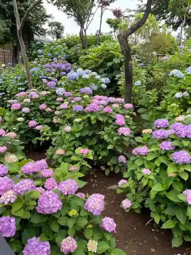 白山神社の自然