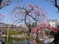 亀戸天神社の自然