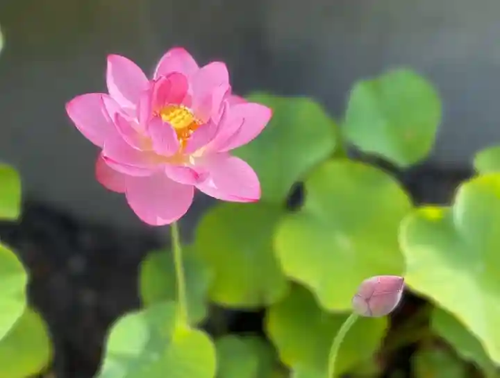 伊勢の国 四天王寺(三重県)