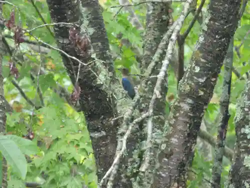留辺蘂神社の動物