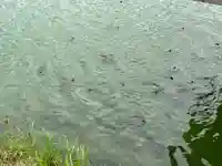 祇園神社の動物