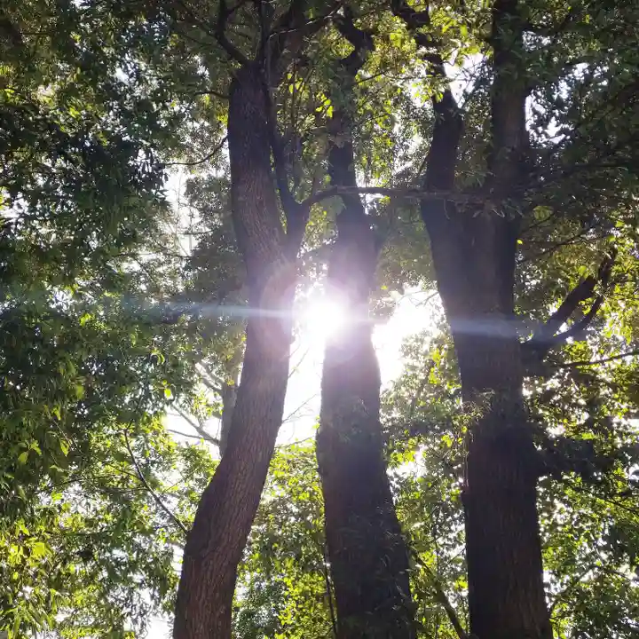渋谷氷川神社の自然
