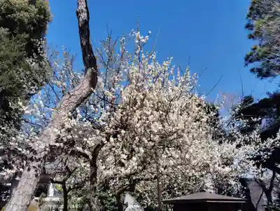 品川神社の自然