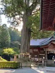 北口本宮冨士浅間神社の自然