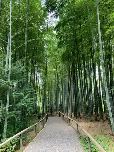 高台寺（高台寿聖禅寺・高臺寺）の自然