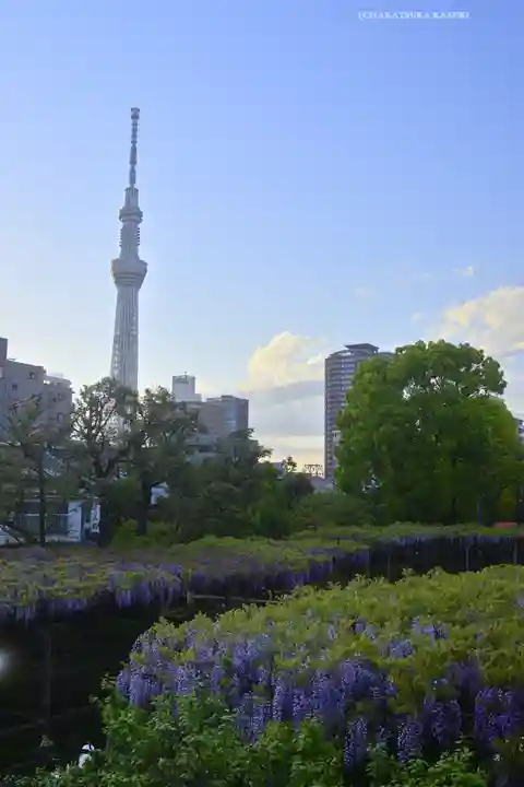亀戸天神社(東京都)