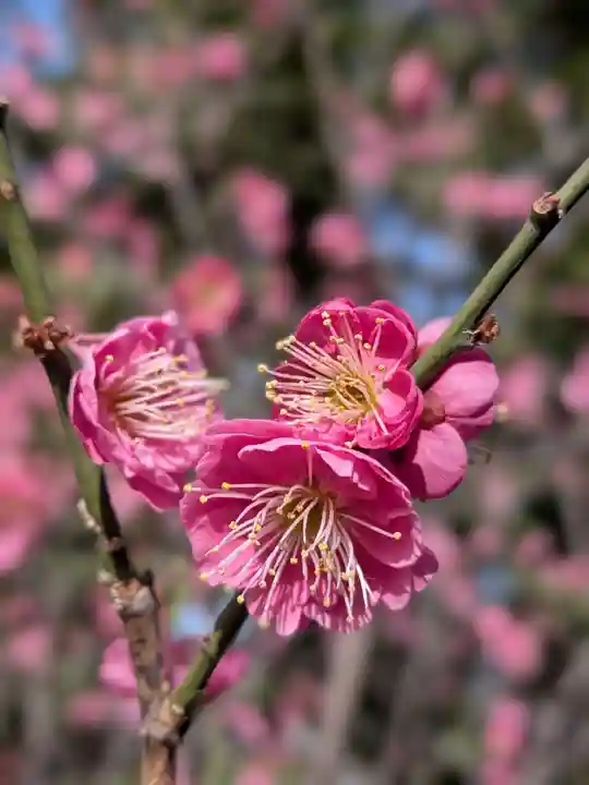 布多天神社(東京都)