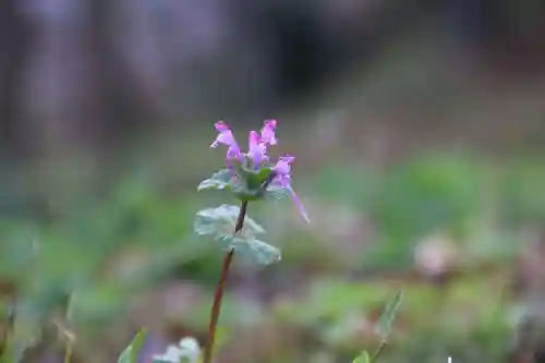 阿久津「田村神社」（郡山市阿久津町）旧社名：伊豆箱根三嶋三社の自然