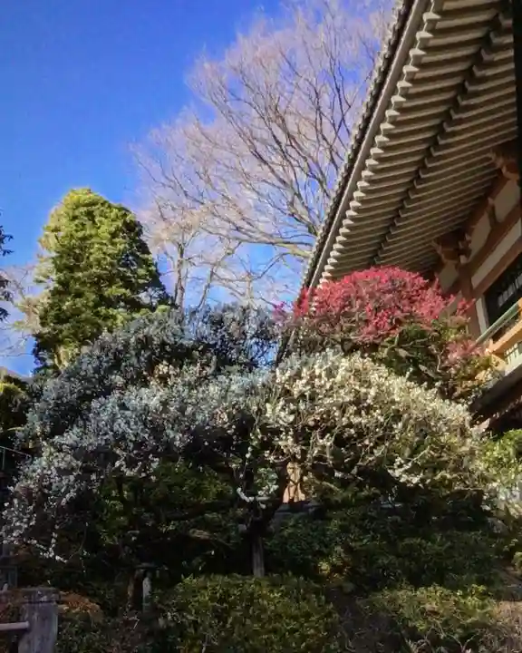 東長谷寺 薬王院(東京都)