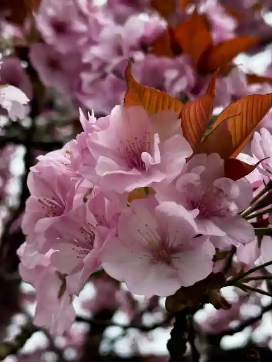 春日神社(京都府)