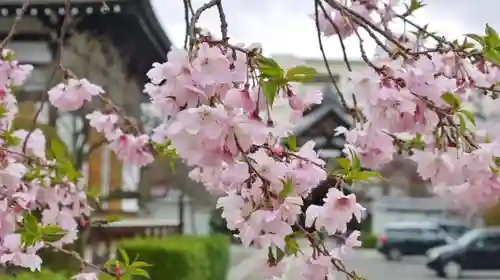 妙蓮寺の自然