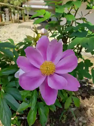 鳩森八幡神社の自然