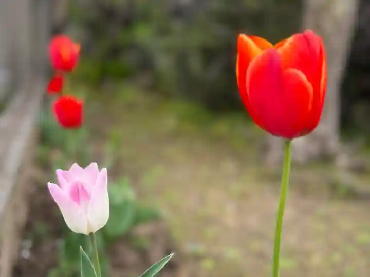 西方山極楽寺(岐阜県)