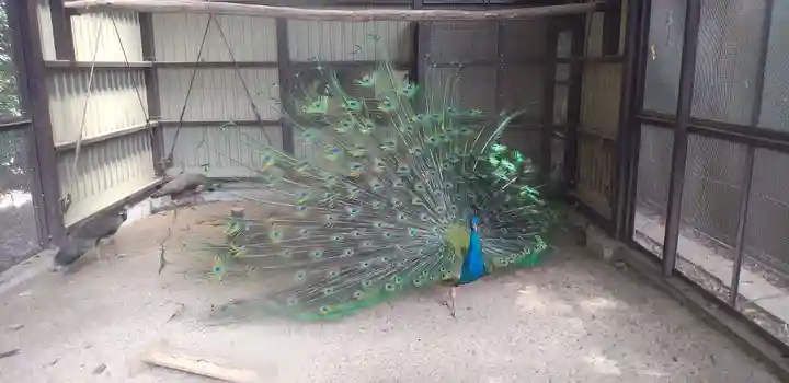 岩槻久伊豆神社の動物