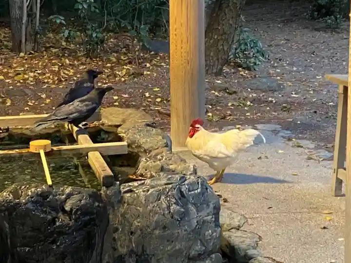 熱田神宮の動物