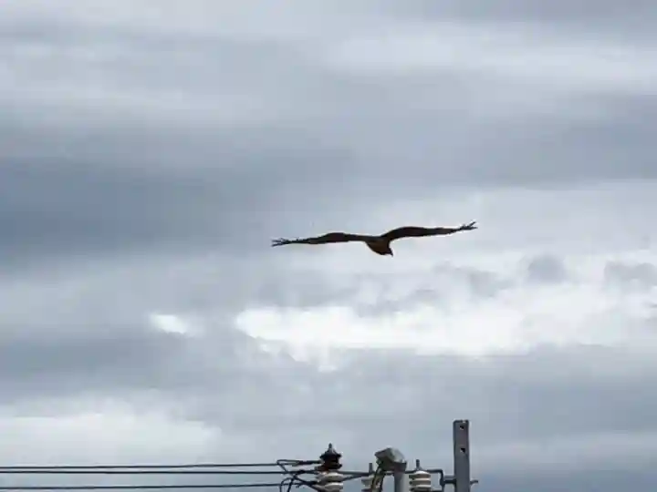 舞子六神社/まいこむの宮の動物