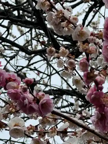 高麗神社の自然