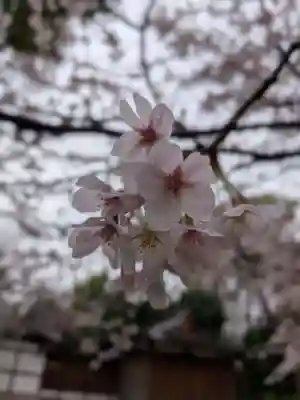 阿佐ヶ谷神明宮(東京都)