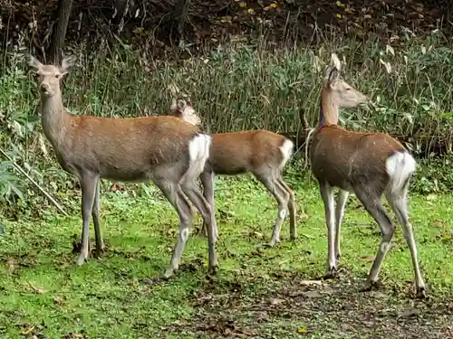 本輪西八幡神社の動物