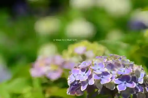 三室戸寺(京都府)