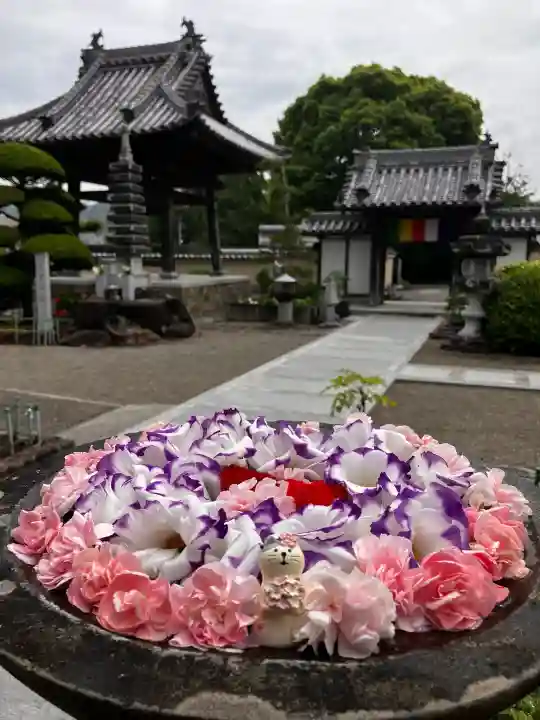 真言宗 善通寺派 薬王寺の{uncategorized: "未分類", other: "その他", undefined: "問題あり", building: "その他建物", grave: "お墓", sacred_gate: "鳥居", guardian: "狛犬", statue: "像", buddha: "仏像", history: "歴史", nature: "自然", garden: "庭園", animal: "動物", pagoda: "塔", temizu: "手水舎", mountain_gate: "山門・神門", sanctuary: "本殿・本堂", subordinate: "末社・摂社", art: "芸術", scenery: "景色", jizo: "地蔵", ema: "絵馬", goshuin: "御朱印", omikuji: "おみくじ", items: "授与品その他", amulet: "お守り", goshuincho: "御朱印帳", eats: "食事", festival: "お祭り", votive_dance: "神楽", shichigosan: "七五三参", wedding: "結婚式", experience: "体験その他", initially: "初詣", around: "周辺", anti_infection: "感染症対策"}