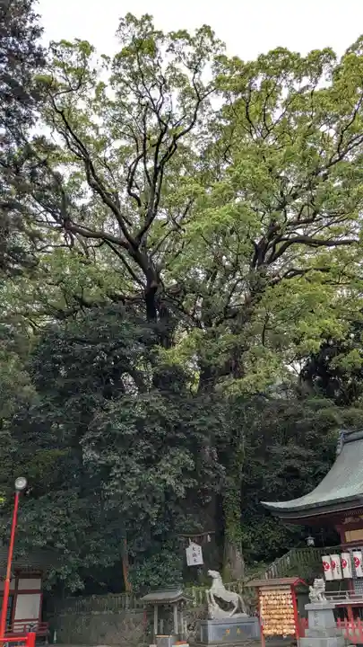 八幡朝見神社の自然