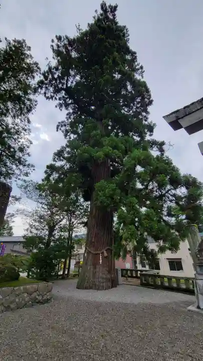 飛驒一宮水無神社(岐阜県)