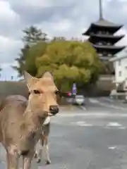 元興寺の動物