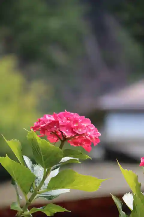 三室戸寺の自然