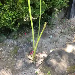 法源寺の自然(2020年05月19日(火) 12時07分44秒投稿)