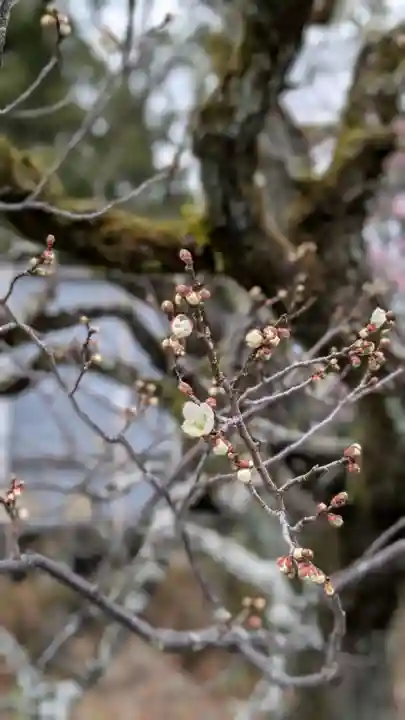 長岡天満宮の自然