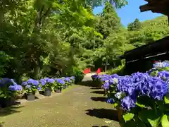 普門寺(切り絵御朱印発祥の寺)の庭園