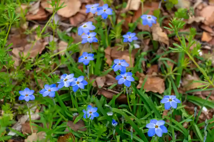 平野神社(京都府)