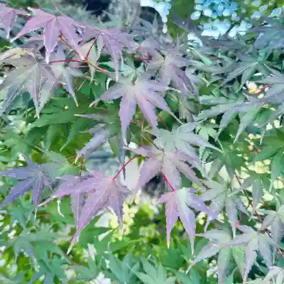 達磨寺(群馬県)