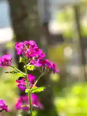 山家神社の自然