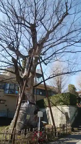 白山神社の自然