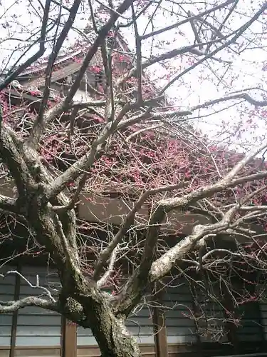 安國論寺（安国論寺）の自然