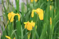 神炊館神社 ⁂奥州須賀川総鎮守⁂の自然