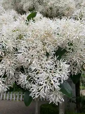 沙沙貴神社(滋賀県)