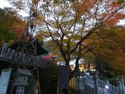大山阿夫利神社の自然