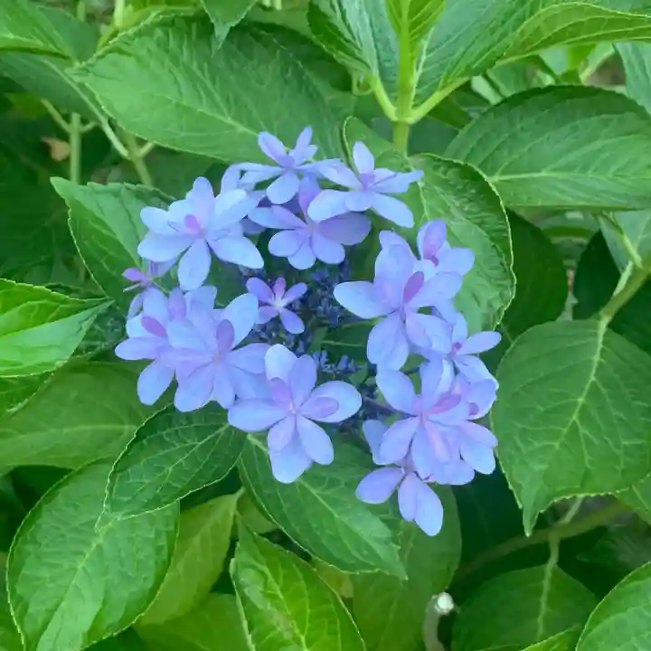 仁玄寺(北海道)