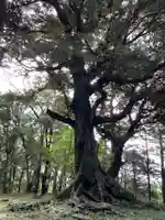 八幡神社の自然