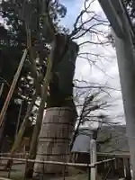白山比咩神社の自然