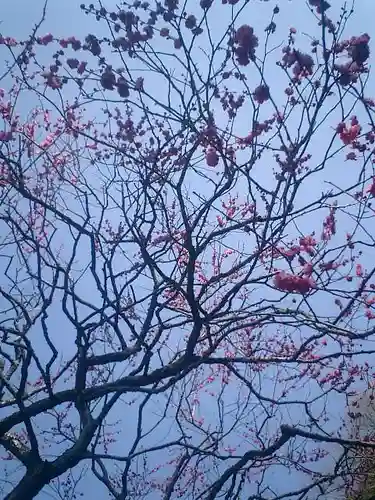 荏柄天神社の自然