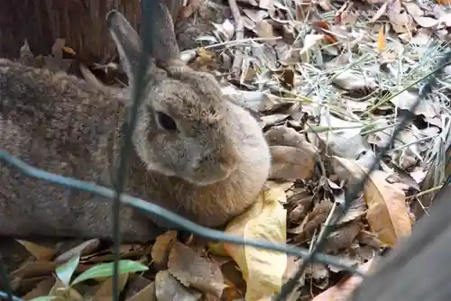 太子堂八幡神社の動物